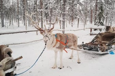 Safari de rennes en Laponie au départ de Levi